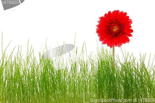 Image of flower
