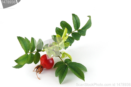 Image of dog rose