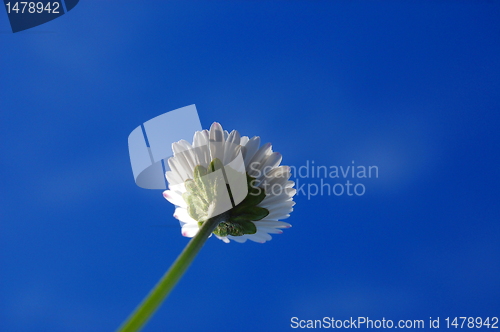 Image of daisy under blue sky