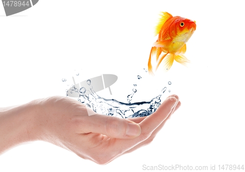 Image of goldfish