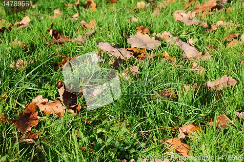 Image of grass texture with leaves in autumn