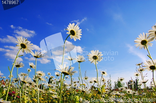 Image of flower in summer under blue sky