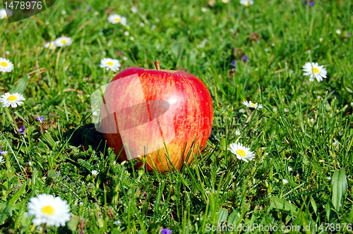 Image of apple