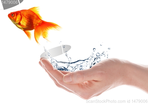 Image of goldfish