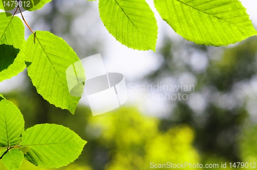 Image of leaves and copyspace