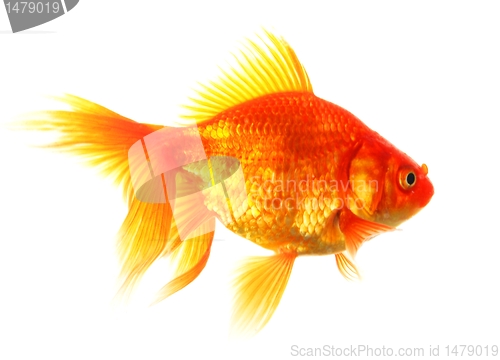 Image of goldfish