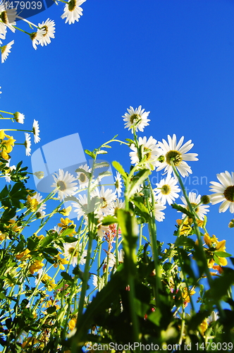 Image of daisy flower in summer with blue sky