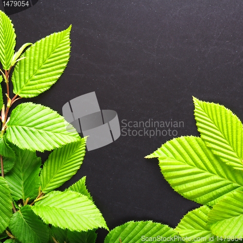 Image of leaves and copyspace