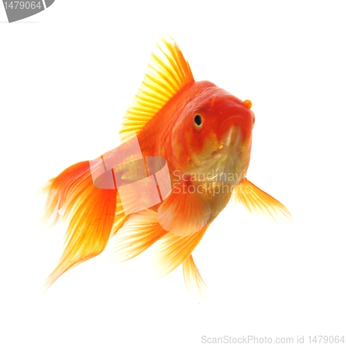 Image of goldfish