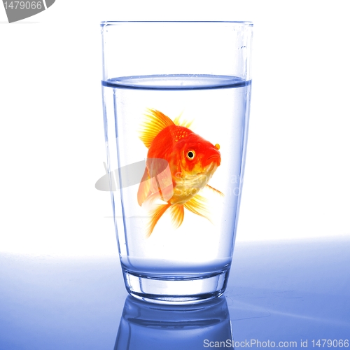 Image of goldfish