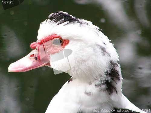 Image of Strawberry Eyed