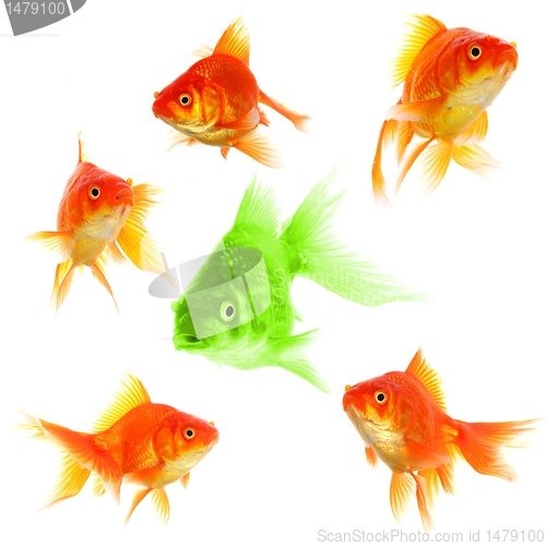 Image of goldfish