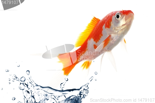 Image of goldfish