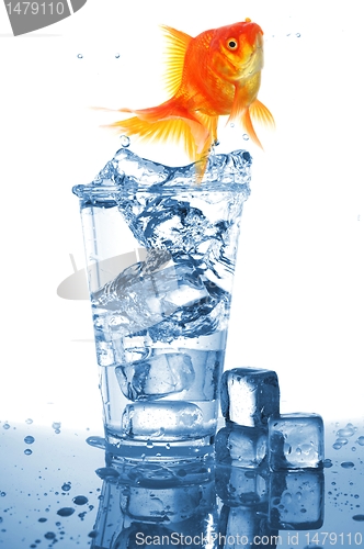 Image of goldfish in glass water