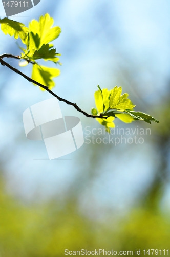 Image of green leaves