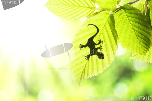 Image of green jungle leaf and gecko