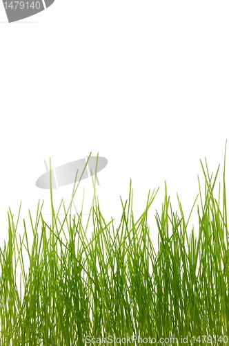 Image of grass