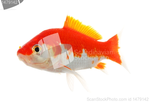 Image of goldfish