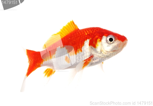 Image of goldfish