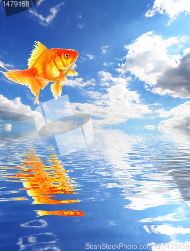 Image of blue sky and goldfish