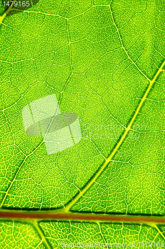 Image of green leaf background