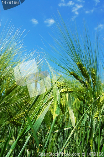 Image of wheat grain under blue sky