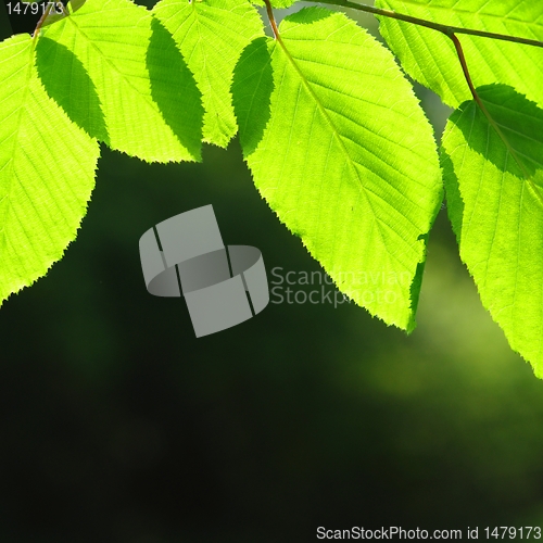 Image of leaves and copyspace