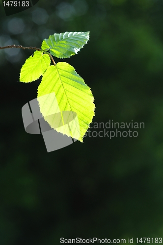 Image of leaves