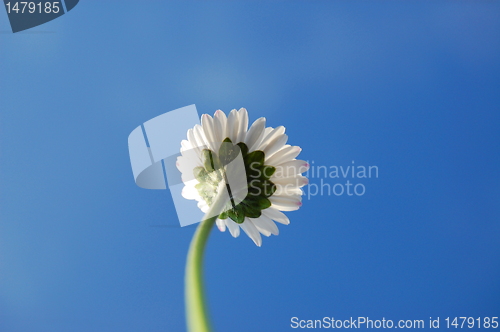 Image of daisy under blue sky