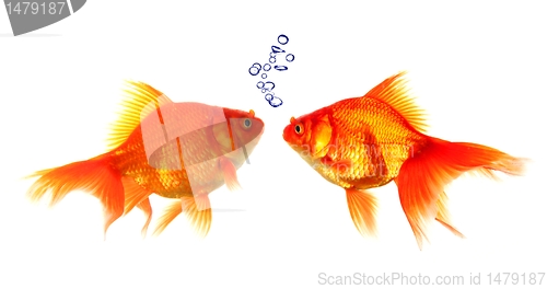 Image of goldfish