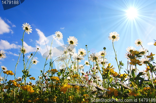 Image of flowers from below