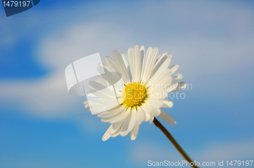 Image of daisy under blue spring sky