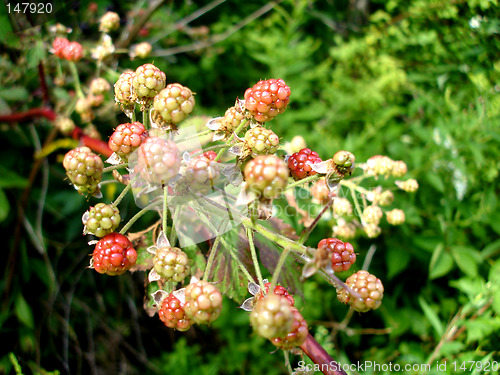 Image of blackberry