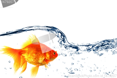 Image of goldfish