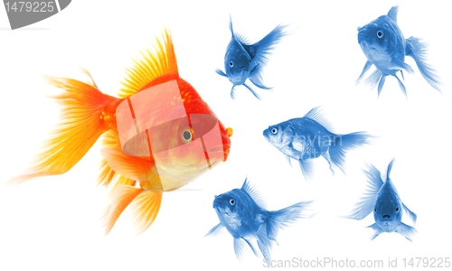 Image of goldfish