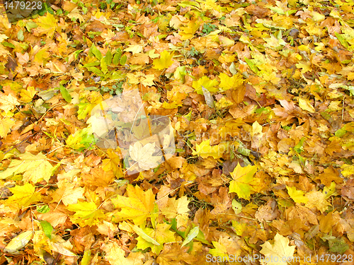 Image of autumnal foliage