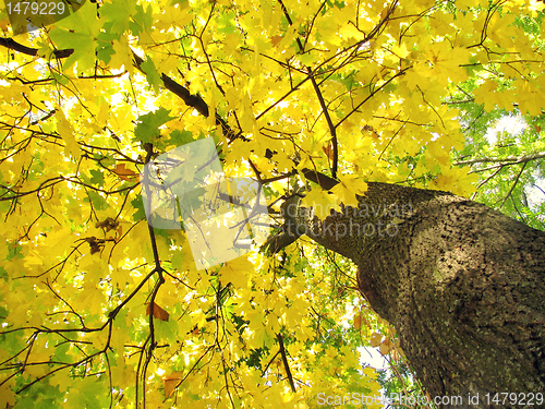 Image of maple tree