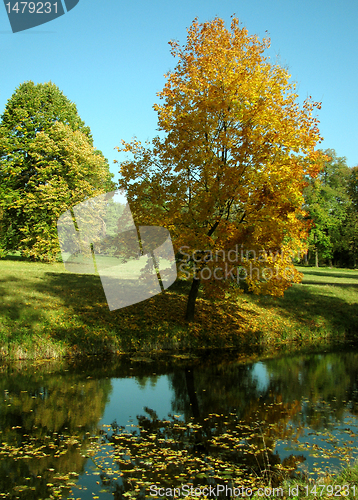 Image of maple tree