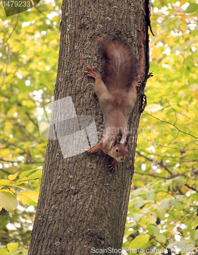 Image of squirrel