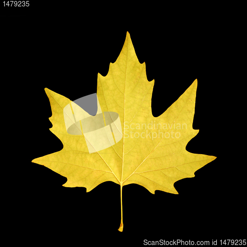Image of  maple leaf