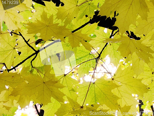 Image of maple tree at fall