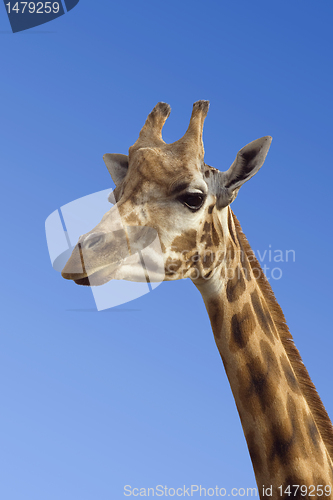 Image of Giraffe