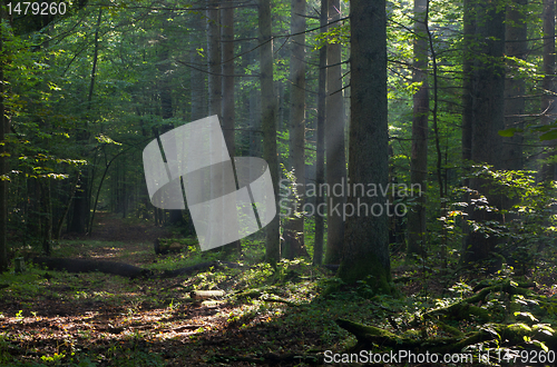 Image of Path crossing deciduous stand of Bialowieza Forest