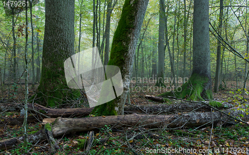 Image of Old trees in natural stand of Bialowieza Forest