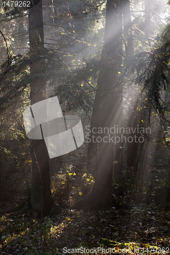 Image of Misty autumnal coniferous stand in morning