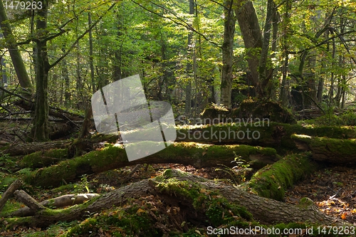 Image of Old alder trees broken lying