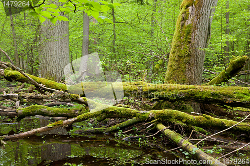 Image of Springtime wet deciduous forest with standing water