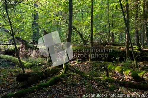 Image of Old oak tree broken lying