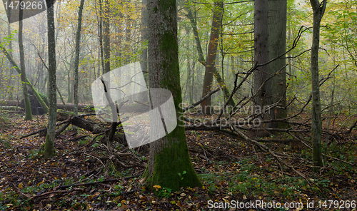 Image of Old trees in natural stand of Bialowieza Forest