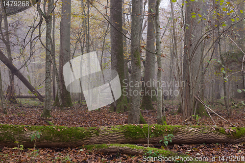 Image of Old trees in natural stand of Bialowieza Forest